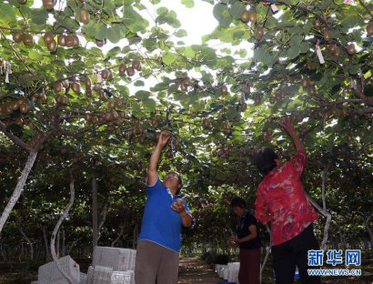 澳门金沙赌场_澳门金沙网址_澳门金沙网站_当下正值山东省淄博市博山区源泉镇猕猴桃成熟的季节